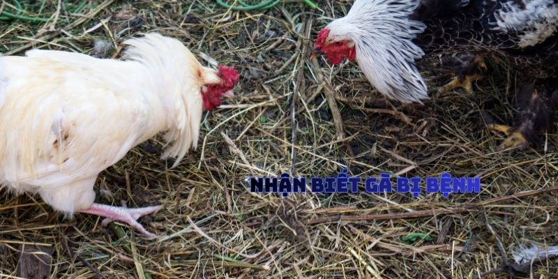 Nhận Biết Gà Bị Bệnh
