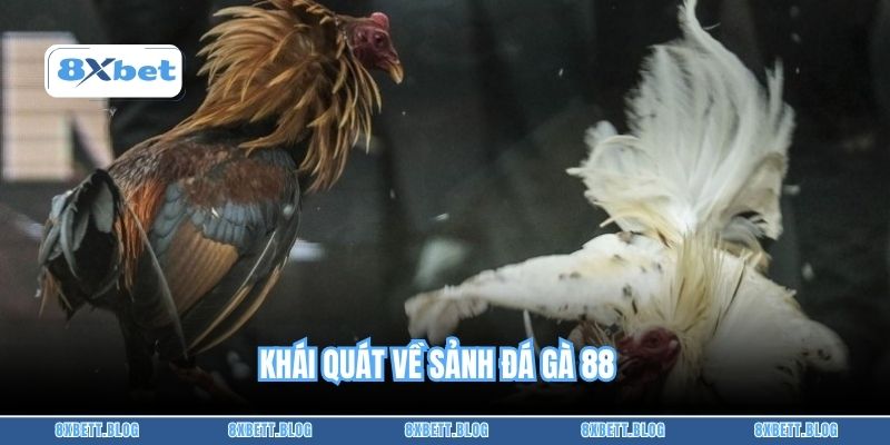 Khái quát về sảnh Đá Gà 88
