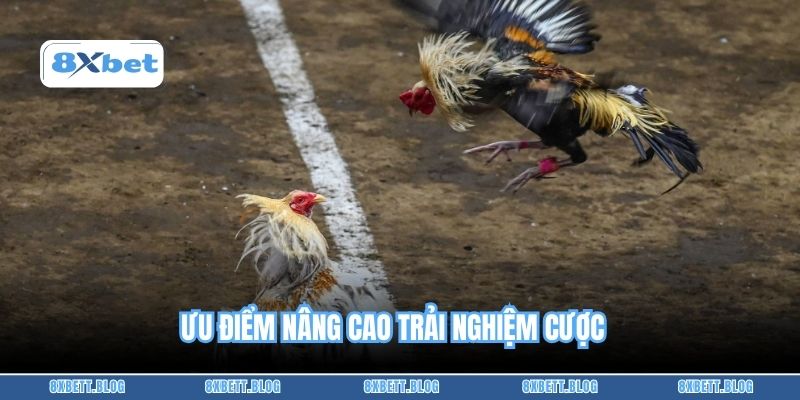 Ưu điểm nâng cao trải nghiệm cược